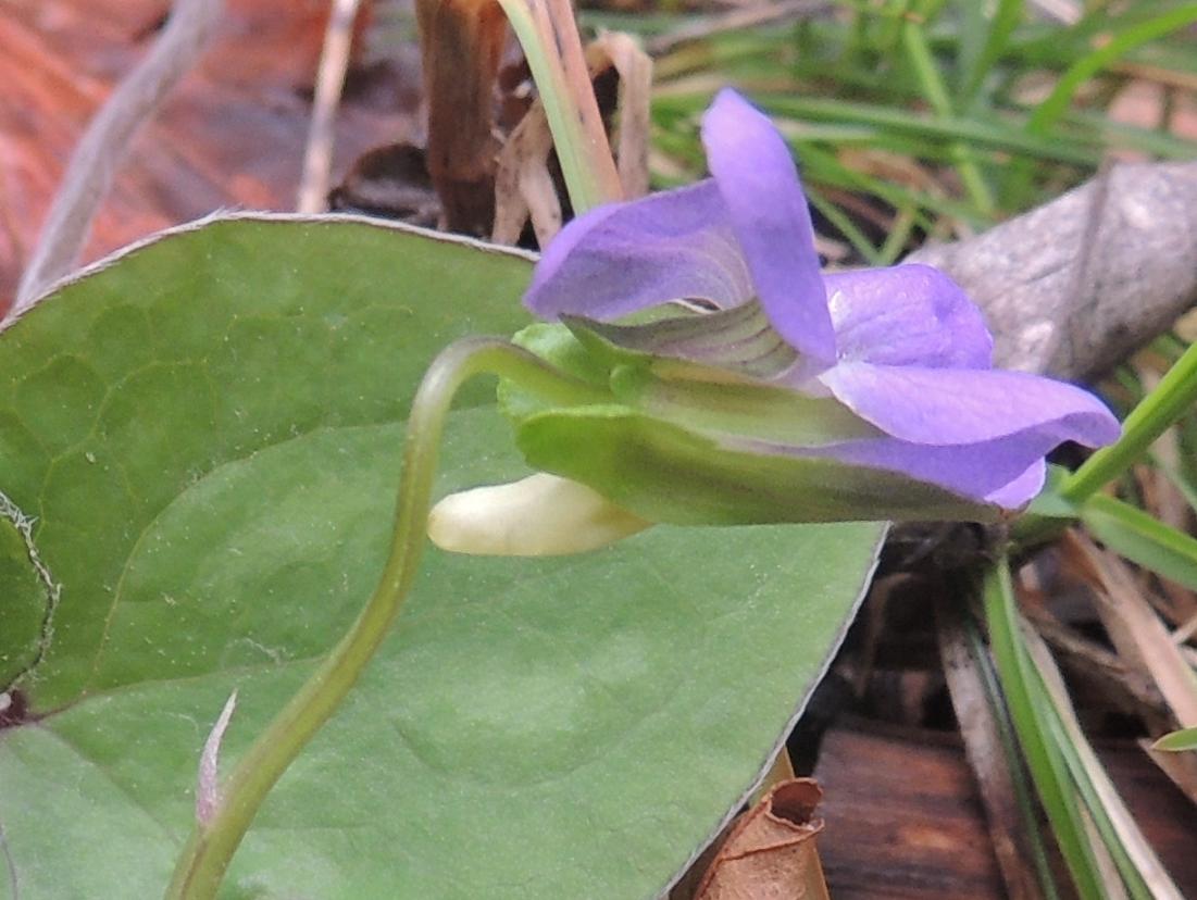 Viola mirabilis/viola mirabile